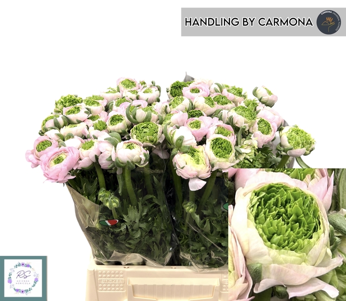 <h4>RANUNCULUS OV</h4>