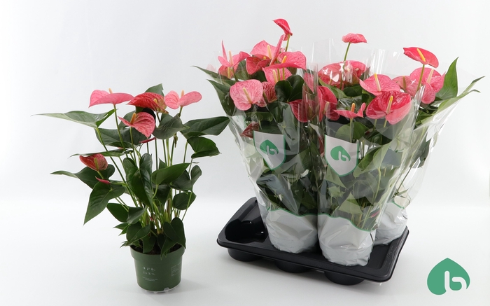 <h4>ANTHU AN MAINE</h4>