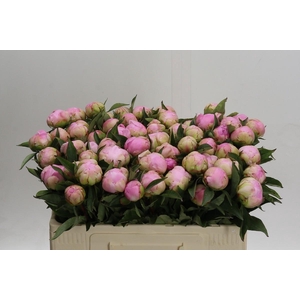 Paeonia Catharina Fontijn