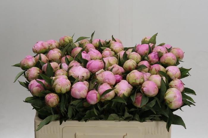 <h4>Paeonia Catharina Fontijn</h4>