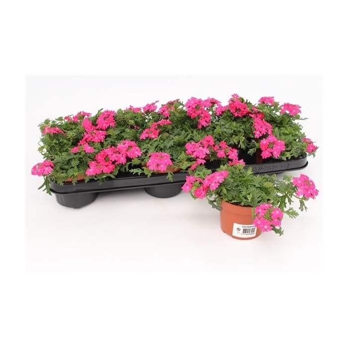 <h4>Verbena Pink</h4>