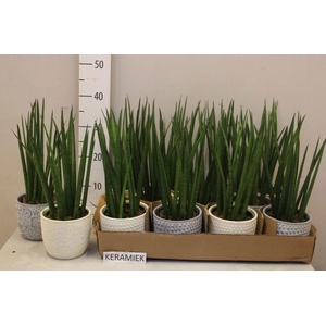 SANSEV CYLINDRICA OV