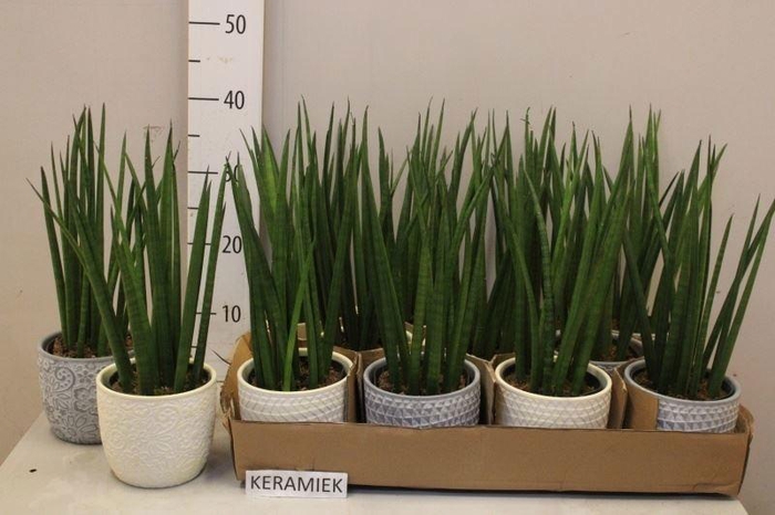 <h4>SANSEV CYLINDRICA OV</h4>