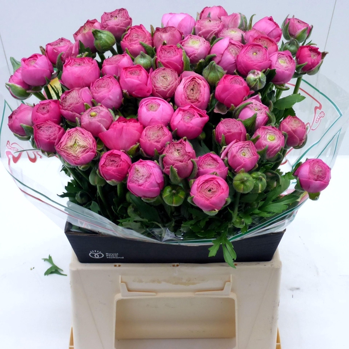 <h4>Ran Azur Deep Pink</h4>