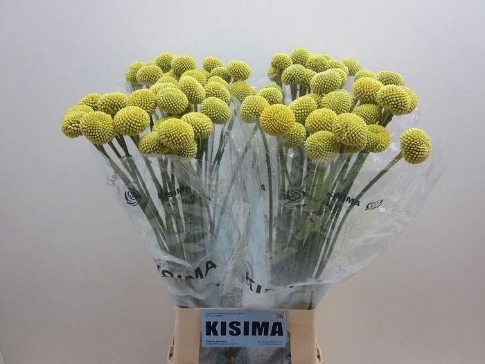 <h4>CRAS PAINTBALL POP</h4>