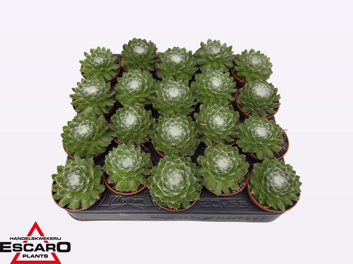 <h4>SEMP ARACHNOIDEUM</h4>