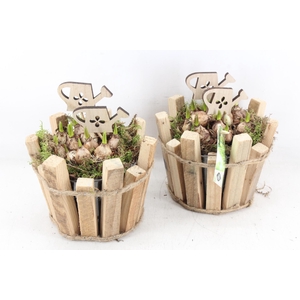 arr4 Muscari JS - Hout latjes pot 338/4