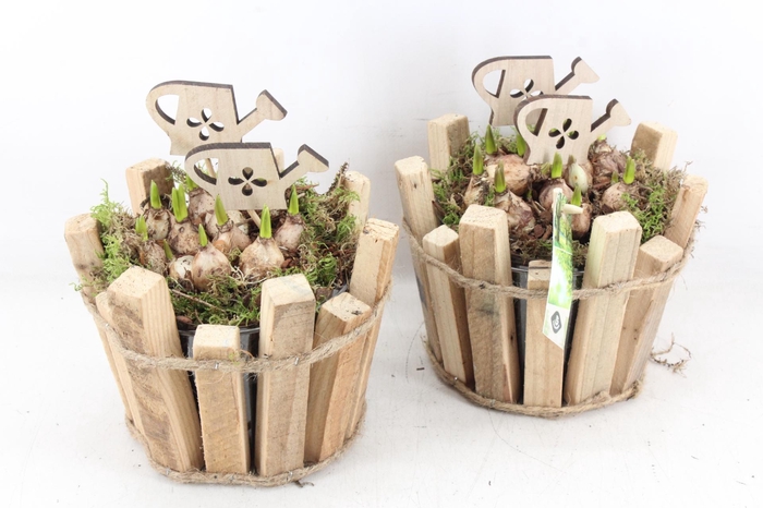 <h4>arr4 Muscari JS - Hout latjes pot 338/4</h4>