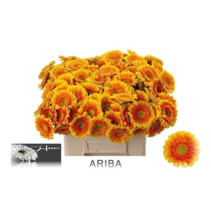 GE MI ARIBA