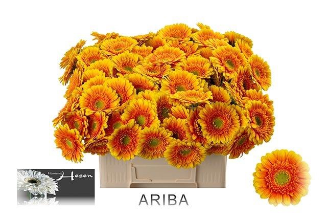 <h4>GE MI ARIBA</h4>