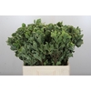 Pittosporum Ilan