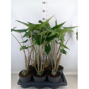 Alocasia zebrina