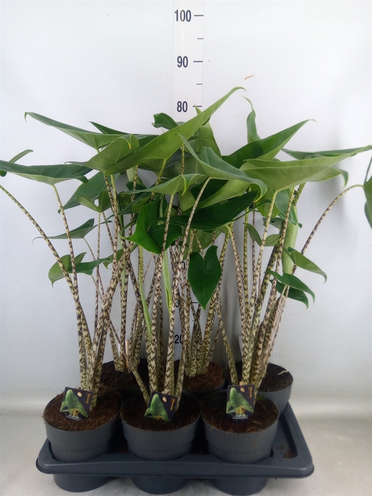 <h4>Alocasia zebrina</h4>