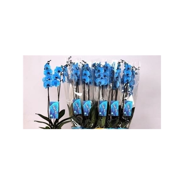 <h4>Phal Royal Blue 2 Branches 16+</h4>