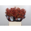 Rozenbottel Autumn Rosefruits