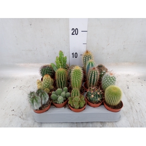 Cactus   ...mix