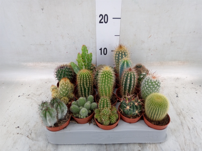 <h4>Cactus   ...mix</h4>