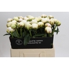 Paeonia Bowl Of Cream