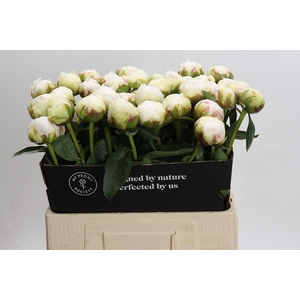 Paeonia Bowl Of Cream