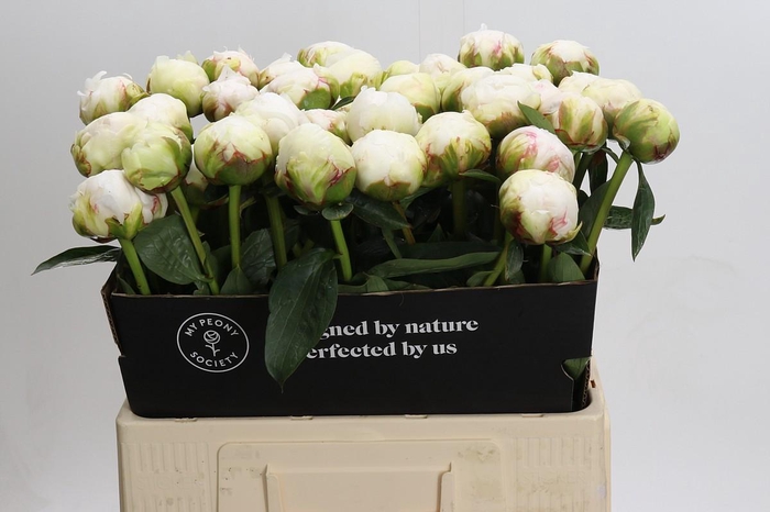 <h4>Paeonia Bowl Of Cream</h4>