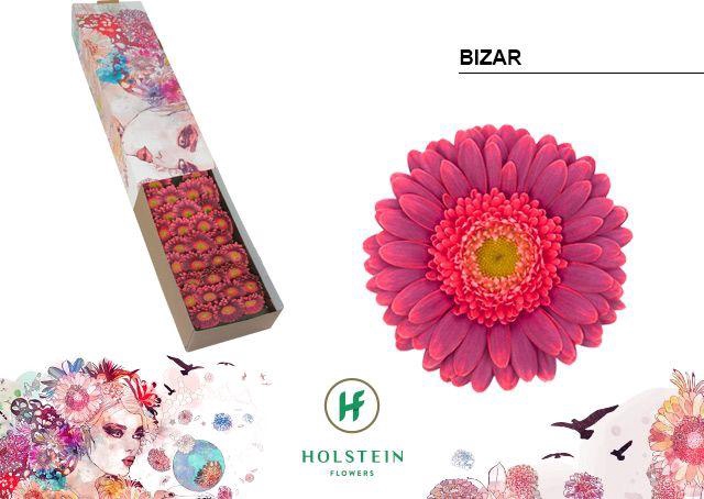 <h4>GE MI BIZAR</h4>