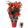 BOUGAINV DANIA