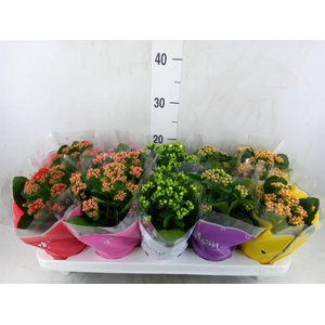 Kalanchoe blos.   ..rosebud mix  5