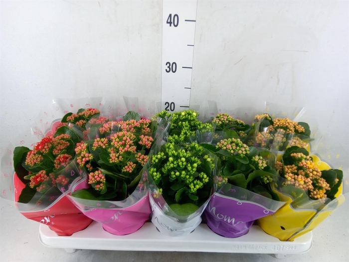 <h4>Kalanchoe blos.   ..rosebud mix  5</h4>