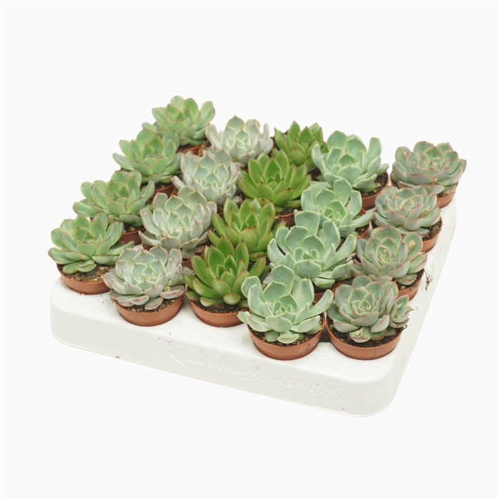 <h4>Echeveria   ...mix</h4>