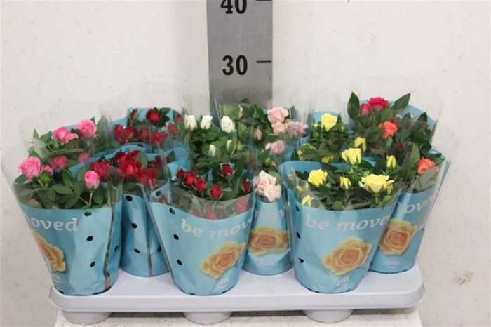 <h4>Rosa Beau Monde gemengd</h4>