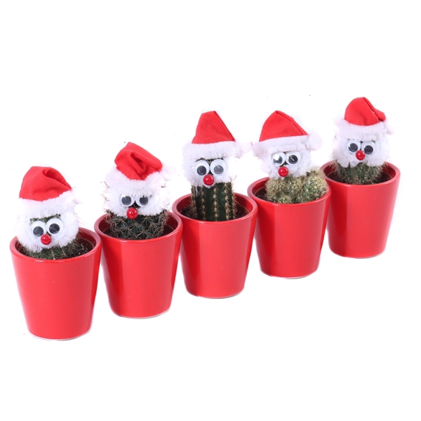 <h4>Cactus 5,5 cm met snor en kerst muts in rode sierpot 5,5 cm</h4>