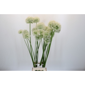 Allium Grootbloemig Promo