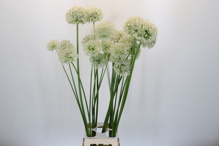 <h4>Allium Grootbloemig Promo</h4>
