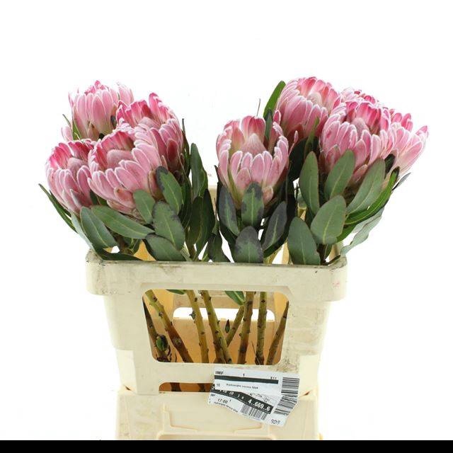 <h4>PROTEA CARDINAL</h4>
