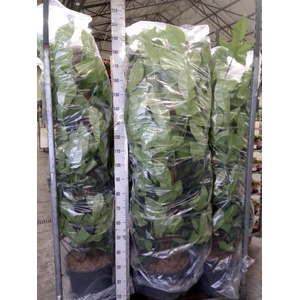Philodendron bipennifolium