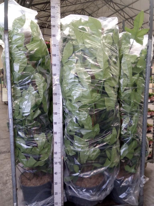 <h4>Philodendron bipennifolium</h4>