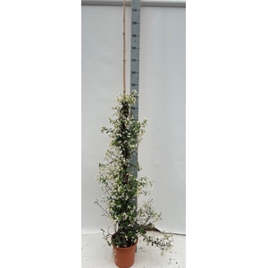 TRAC JASMINOIDES