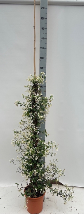 <h4>TRAC JASMINOIDES</h4>