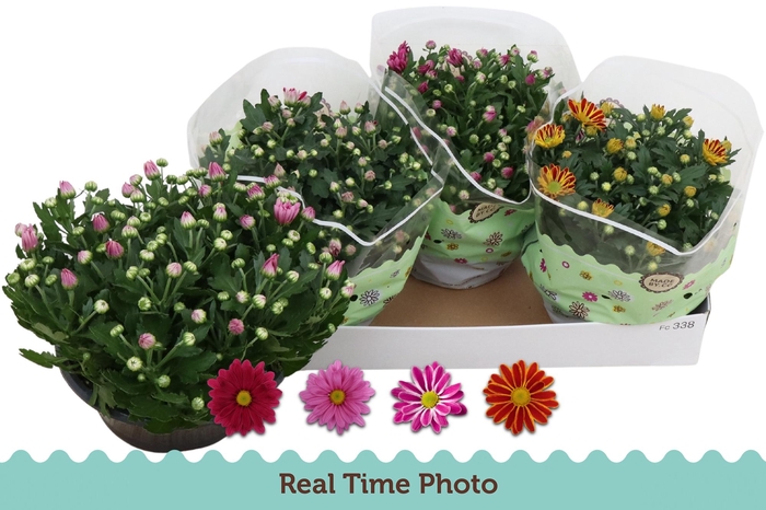 <h4>CHRYS GEM 4 KL</h4>