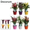 Zantedeschia Mix in Ompot Zara (Decorum)