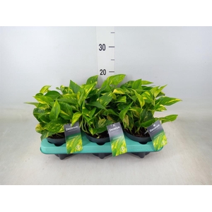 Epipremnum pinn. 'NJoy Gold'