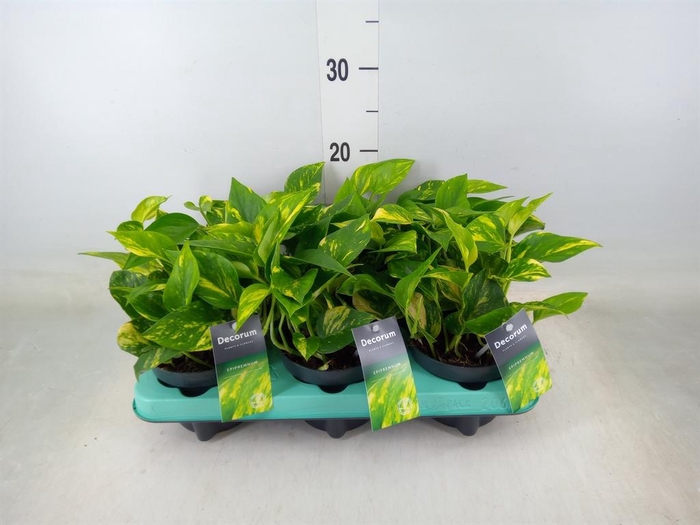 <h4>Epipremnum pinn. 'NJoy Gold'</h4>