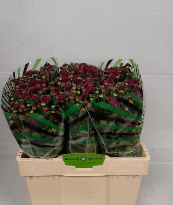 <h4>CHR S AAA PURPETTA</h4>