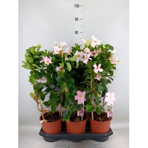 Mandevilla sand. 'SumStar Pink Tou'
