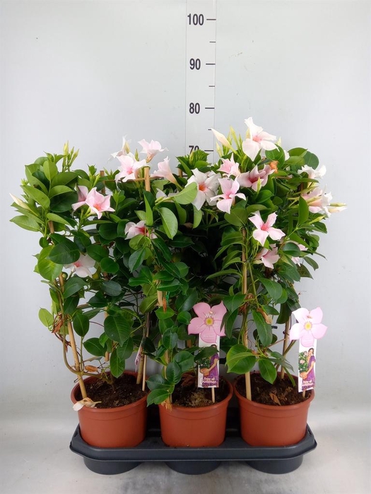 <h4>Mandevilla sand. 'SumStar Pink Tou'</h4>