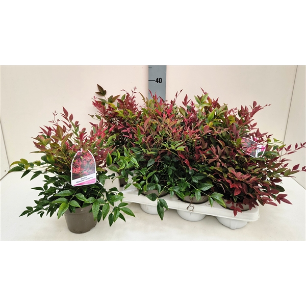 <h4>Nandina Obsessed 13T</h4>