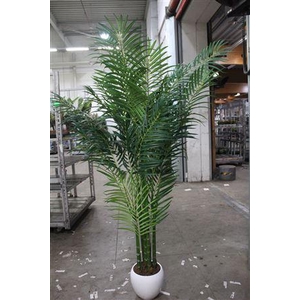 Artificial Howea F Ceramic Hydro