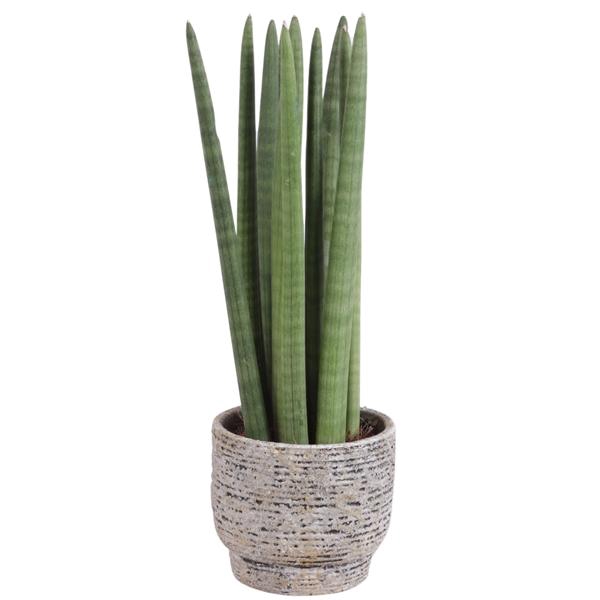 <h4>Sansevieria Cylindrica Straight 10 Leaf Ø14cm Ceramic NT567</h4>