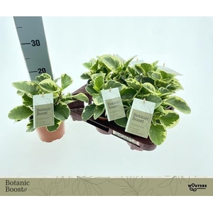 Peperomia obtusifolia 12Ø 15cm