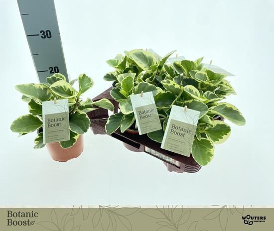 Peperomia obtusifolia 12Ø 15cm